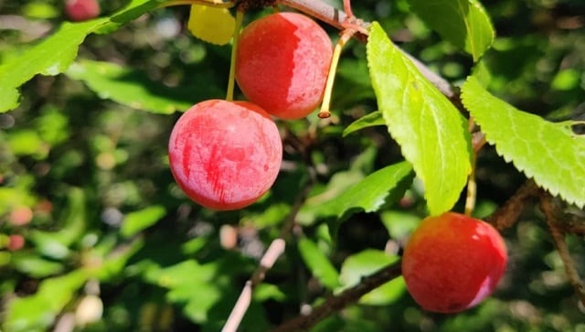 Mineral-rich plums can help you eat your way to good health; find all details here