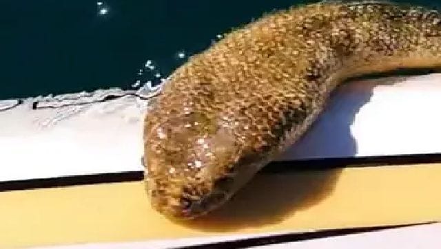 Watch Australian films huge sea snake swimming up to him video