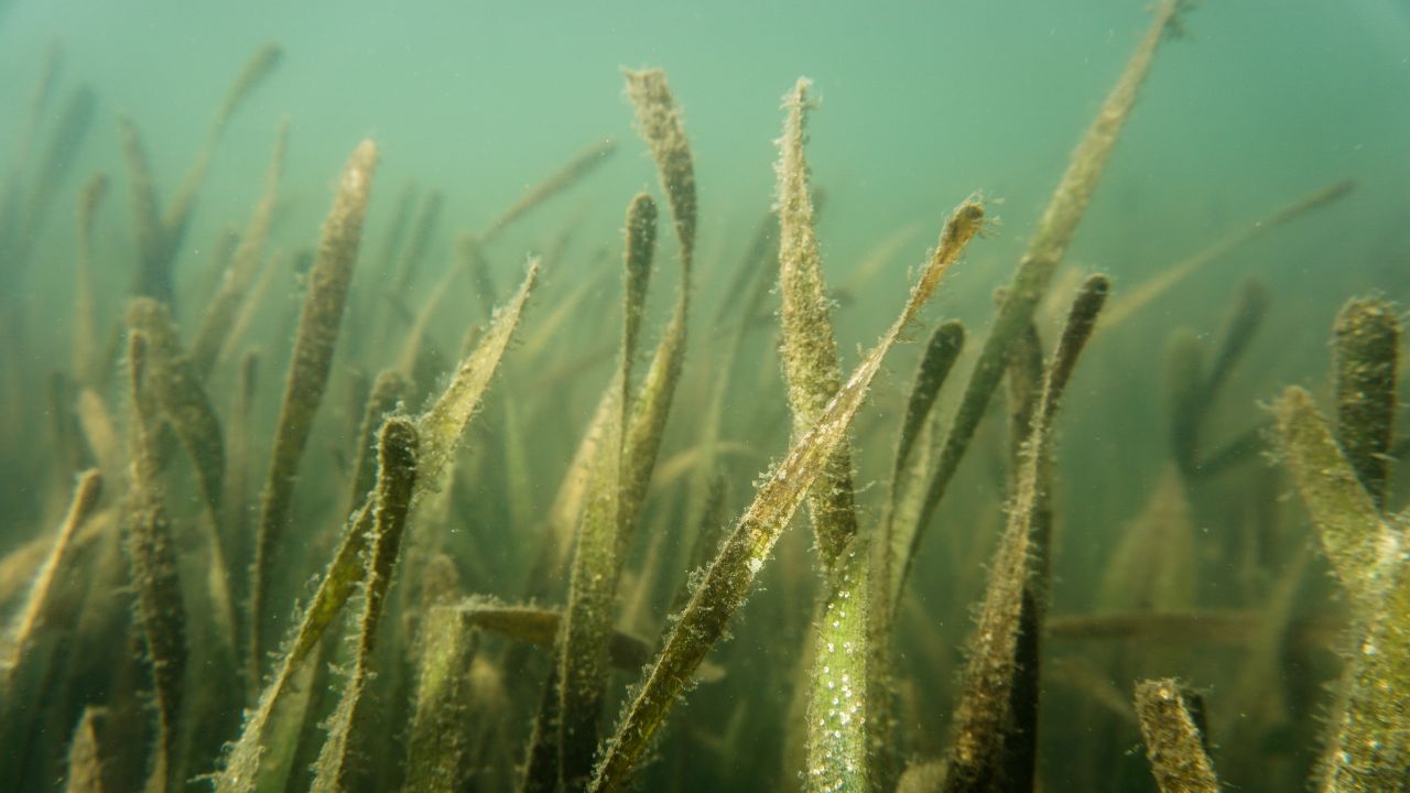 Since seagrass grows slowly — just few centimetres each year — the impact can take a long time to repair.