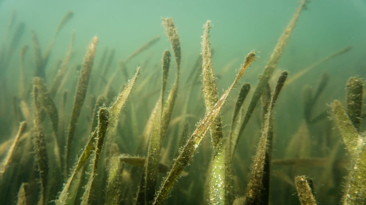 Seagrass meadows provide essential services for marine life, need to be protected say experts