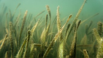 Seagrass meadows provide essential services for marine life, need to be protected say experts