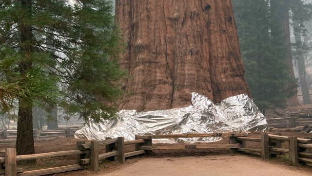 US crews wrap giant trees in blankets to save them from forest fires US crews wrap giant trees in blankets to save them from forest fires