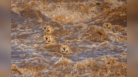 World Wildlife Day: All you need to know about theme, history, date and importance