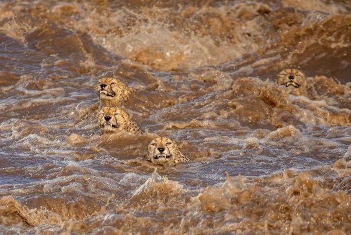 12 stunning images of nature courtesy the Wildlife Photographer of the Year 2021 contest