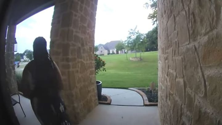 Watch: Snake lunges at Texas woman in terrifying viral video; leaves netizens stunned