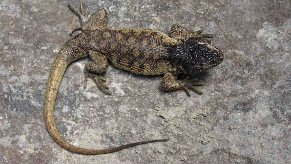 New species of lizard discovered in Peru at an altitude of 4,500 meters