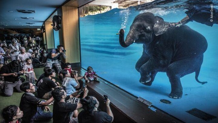 From giant elephants to tiny spiders: Go wild with winners of Wildlife photographer of the year contest