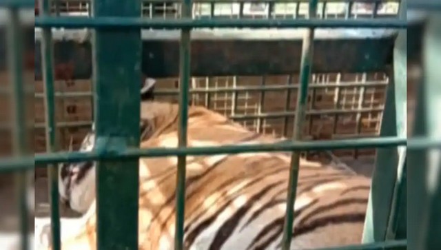 Tiger T-23 captured by forest officials in Tamil Nadu's Nilgiris after 21-day hunt Tiger T-23 captured by forest officials in Tamil Nadu's Nilgiris after 21-day hunt