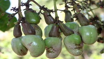 Going nuts! Scientists in Karnataka develop hybrid variety of cashews that could boost farmers' income