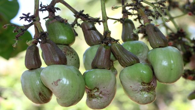 Going nuts! Scientists in Karnataka develop hybrid variety of cashews that could boost farmers' income Going nuts! Scientists in Karnataka develop hybrid variety of cashews that could boost farmers' income