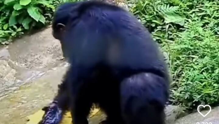 Watch: Video of Chimpanzee washing clothes goes viral on social media