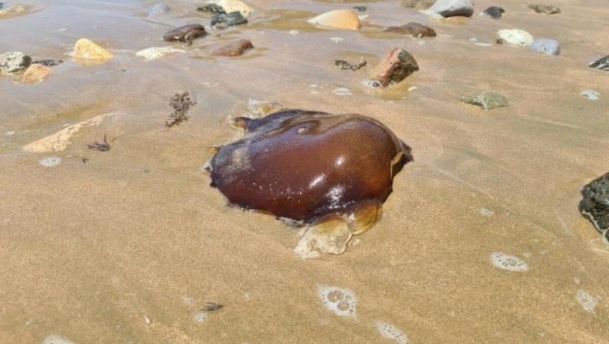 Pictures: Billions of Blue Jellyfish Wash Up on American Beaches