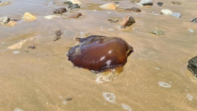 Creepy looking creature spotted on Australian beach; social media users guess what it is Creepy looking creature spotted on Australian beach; social media users guess what it is