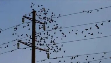 Hundreds of dead ravens fall from the sky in Russian village, leave experts baffled