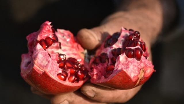 Afghan pomegranate pickers jobless as fruits rot at shuttered border