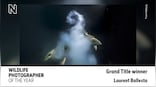 Wildlife Photographer of The Year 2021: 10-year-old Bengaluru boy wins junior category; top prize goes to ‘Explosive Fish Sex’
