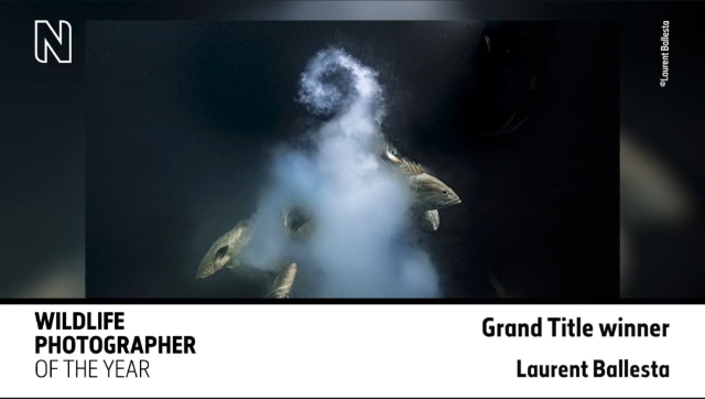 Wildlife Photographer of The Year 2021: 10-year-old Bengaluru boy wins junior category; top prize goes to ‘Explosive Fish Sex’ Wildlife Photographer of The Year 2021: 10-year-old Bengaluru boy wins junior category; top prize goes to ‘Explosive Fish Sex’