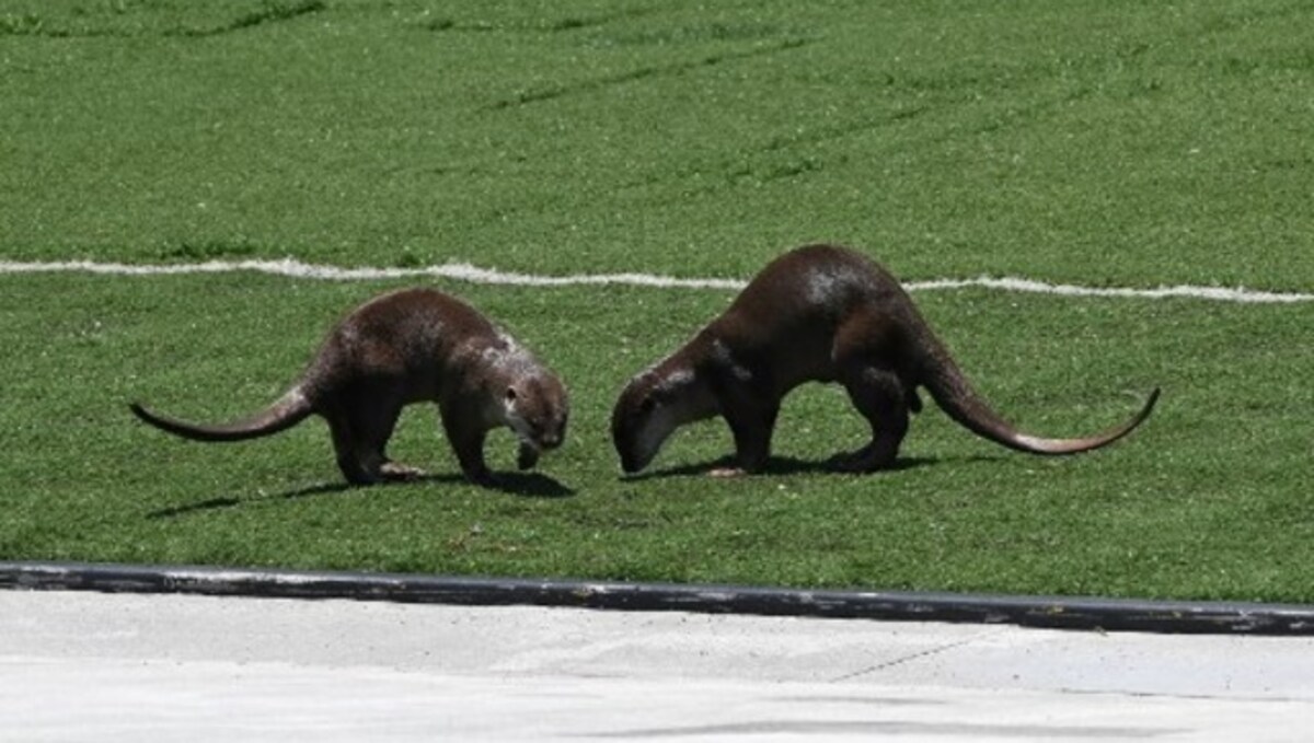 Group Of River Otters In Unusual Behaviour Attack People And Pets In Alaska World News Firstpost