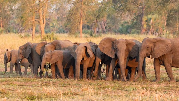 Elephants in Mozambique may never develop tusks due to civil war, constant poaching finds study