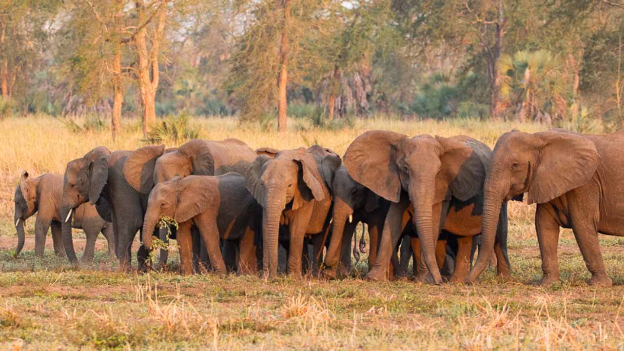 Elephants in Mozambique may never develop tusks due to civil war, constant poaching finds study Elephants in Mozambique may never develop tusks due to civil war, constant poaching finds study