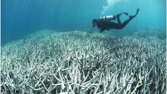 Global warming wipes out 14% of world's coral reef in 9 yrs; extent of damage, why it matters