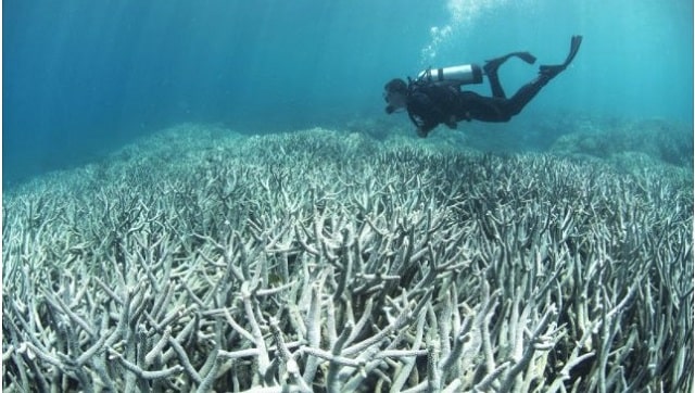 Global warming wipes out 14% of world's coral reef in 9 yrs; extent of damage, why it matters Global warming wipes out 14% of world's coral reef in 9 yrs; extent of damage, why it matters