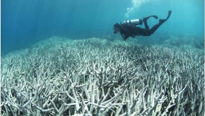 Global warming wipes out 14% of world's coral reef in 9 yrs; extent of damage, why it matters