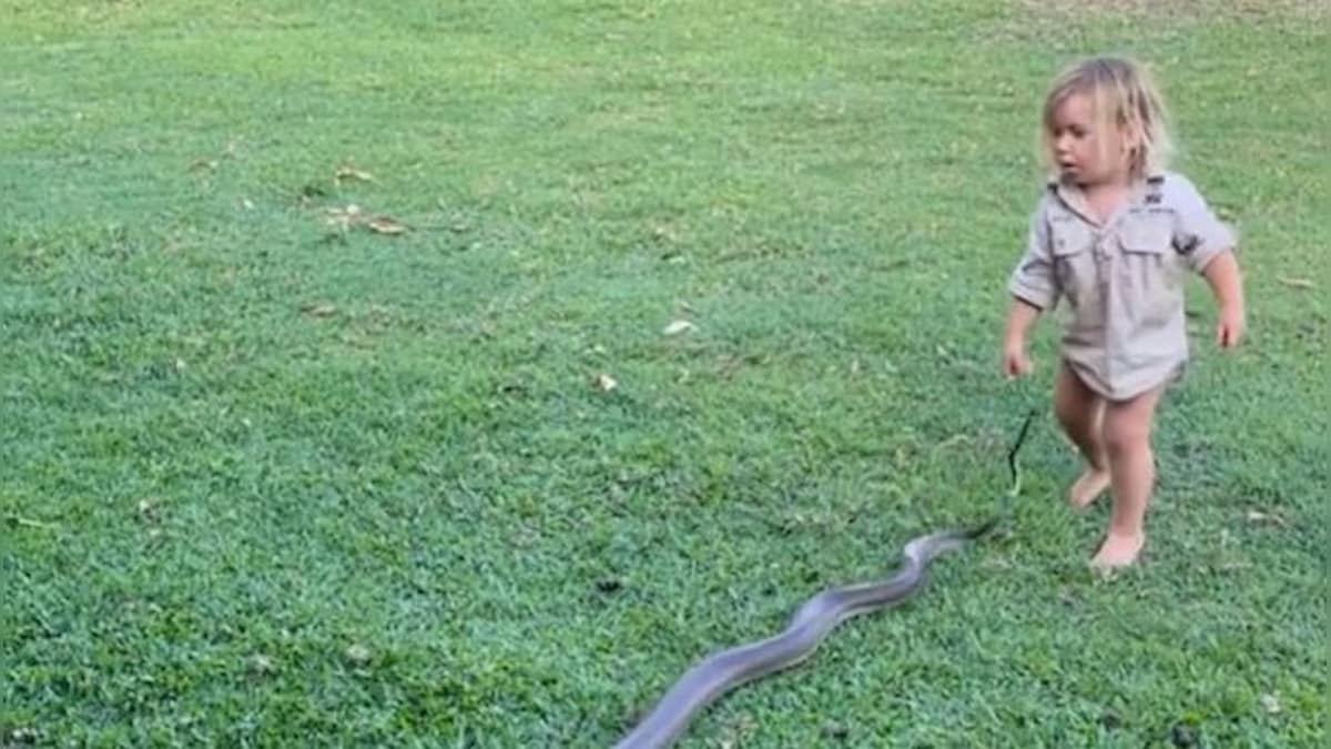 Video of 'Outback Wrangler' Matt Wright's two-year-old son handling giant snake leaves netizens divided; watch viral clip here