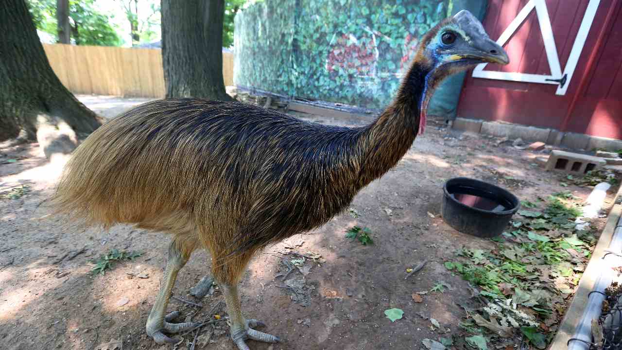 Humans from New Guinea were hatching and raising the world’s deadliest bird 18,000 years ago as pets Humans from New Guinea were hatching and raising the world’s deadliest bird 18,000 years ago as pets