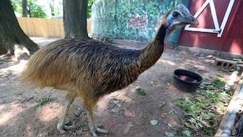 Humans from New Guinea were hatching and raising the world’s deadliest bird 18,000 years ago as pets