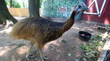 Humans from New Guinea were hatching and raising the world’s deadliest bird 18,000 years ago as pets