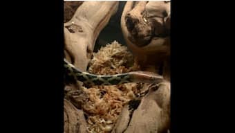 UK zoo shares rare video of endangered snake hatching out of its egg; watch viral clip here