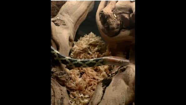 UK zoo shares rare video of endangered snake hatching out of its egg; watch viral clip here
