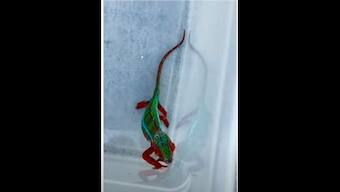 Watch: Colourful chameleon roams around in California, gets rescued in viral video