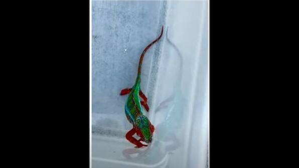 Watch: Colourful chameleon roams around in California, gets rescued in viral video
