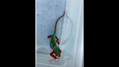 Watch: Colourful chameleon roams around in California, gets rescued in viral video