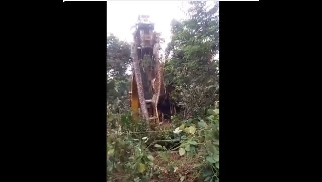 Jaw-dropping video shows massive snake being lifted by crane; clip goes viral Jaw-dropping video shows massive snake being lifted by crane; clip goes viral