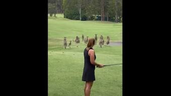 Group of kangaroos invade golf course and interrupt golfer; watch viral video here