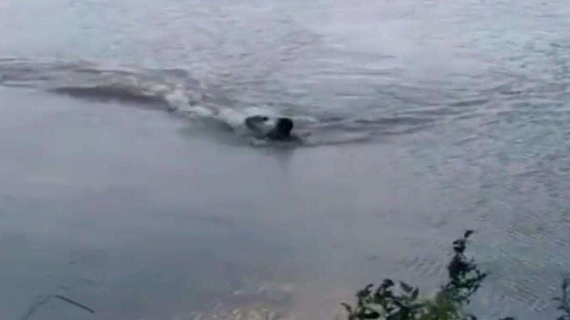 Watch: Man attacked by alligator after he goes for a swim into prohibited lake Watch: Man attacked by alligator after he goes for a swim into prohibited lake