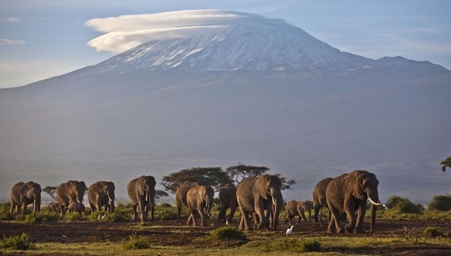 Africa’s glaciers soon to disappear; total deglaciation likely by 2040s, says report Africa’s glaciers soon to disappear; total deglaciation likely by 2040s, says report