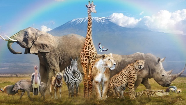 World Animal Day 2021: Social movement with the mission to improve welfare standards for them World Animal Day 2021: Social movement with the mission to improve welfare standards for them