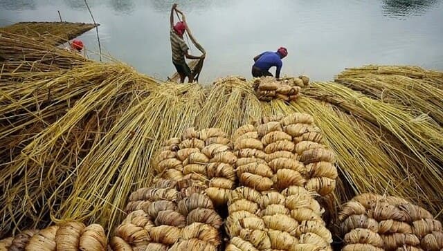Nearly all of the world's jute is grown in India or in Bangladesh, because of the conducive humid climate and availability of cheap labour. Image Courtesy: CNN-News18