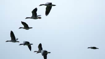 World Migratory Bird Day 2021: Theme, significance and all you need to know