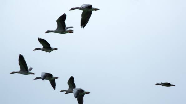 World Migratory Bird Day 2021: Theme, significance and all you need to know