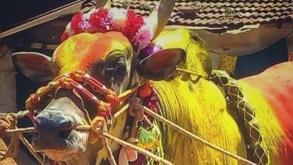 From a blood donation camp to cake cutting, how a Karnataka village celebrates their favourite bull’s birthday