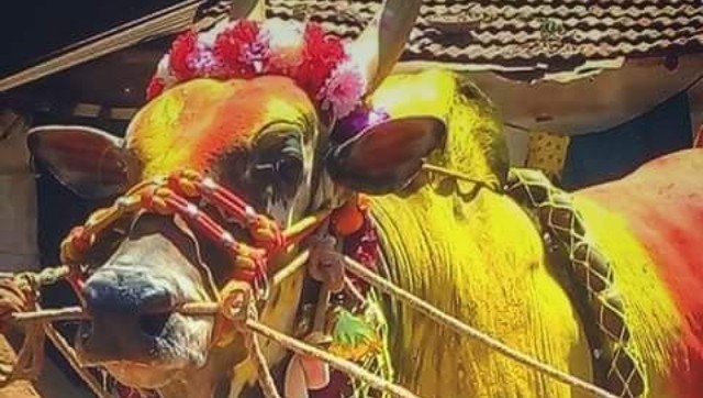 From a blood donation camp to cake cutting, how a Karnataka village celebrates their favourite bull’s birthday From a blood donation camp to cake cutting, how a Karnataka village celebrates their favourite bull’s birthday