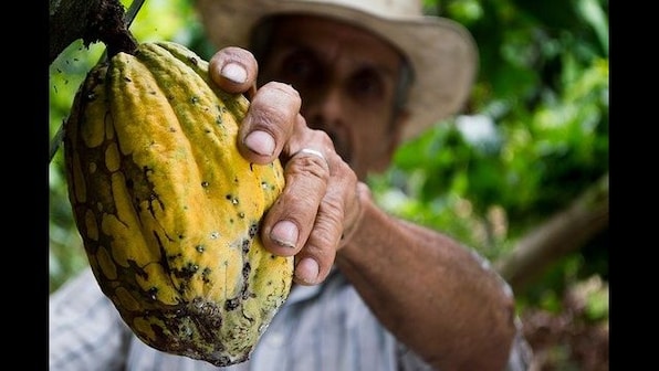 New cocoa fruit drink to make hot chocolate a has bean