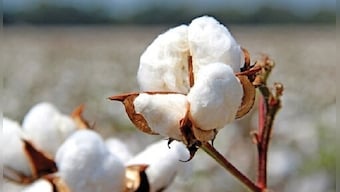 World Cotton Day 2022: All you need to know about history and significance
