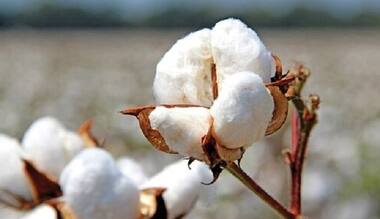 World Cotton Day 2021: Find out the humble crop's role in keeping countries afloat