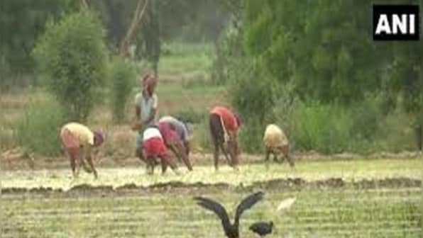 Crop loss following excess rainfall in water-starved Vihamandwa area force farmers to defer daughters' weddings